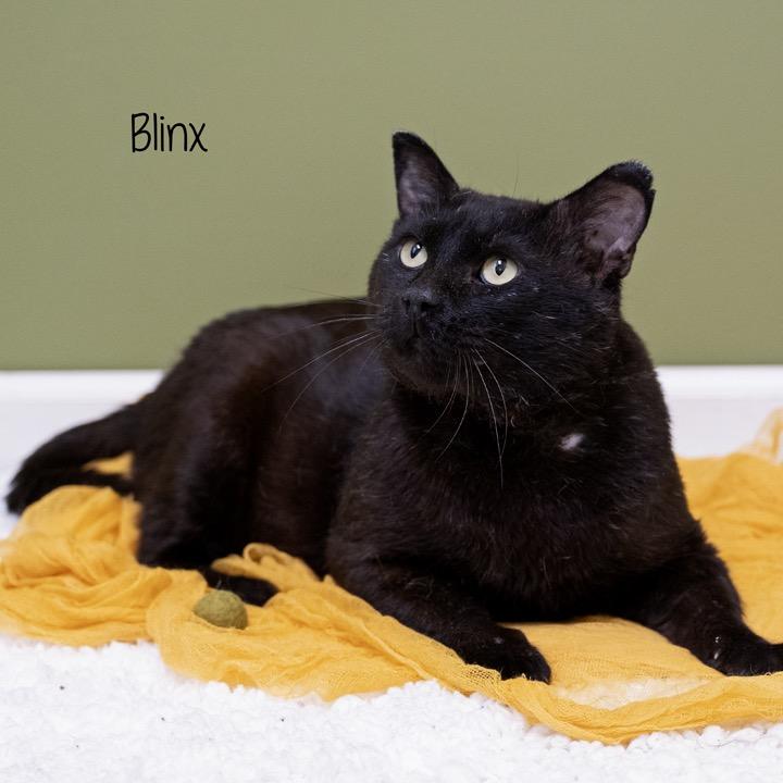 Enlarge Blinx, a Adoptable Domestic Short Hair in Pekin, IL image 2/6