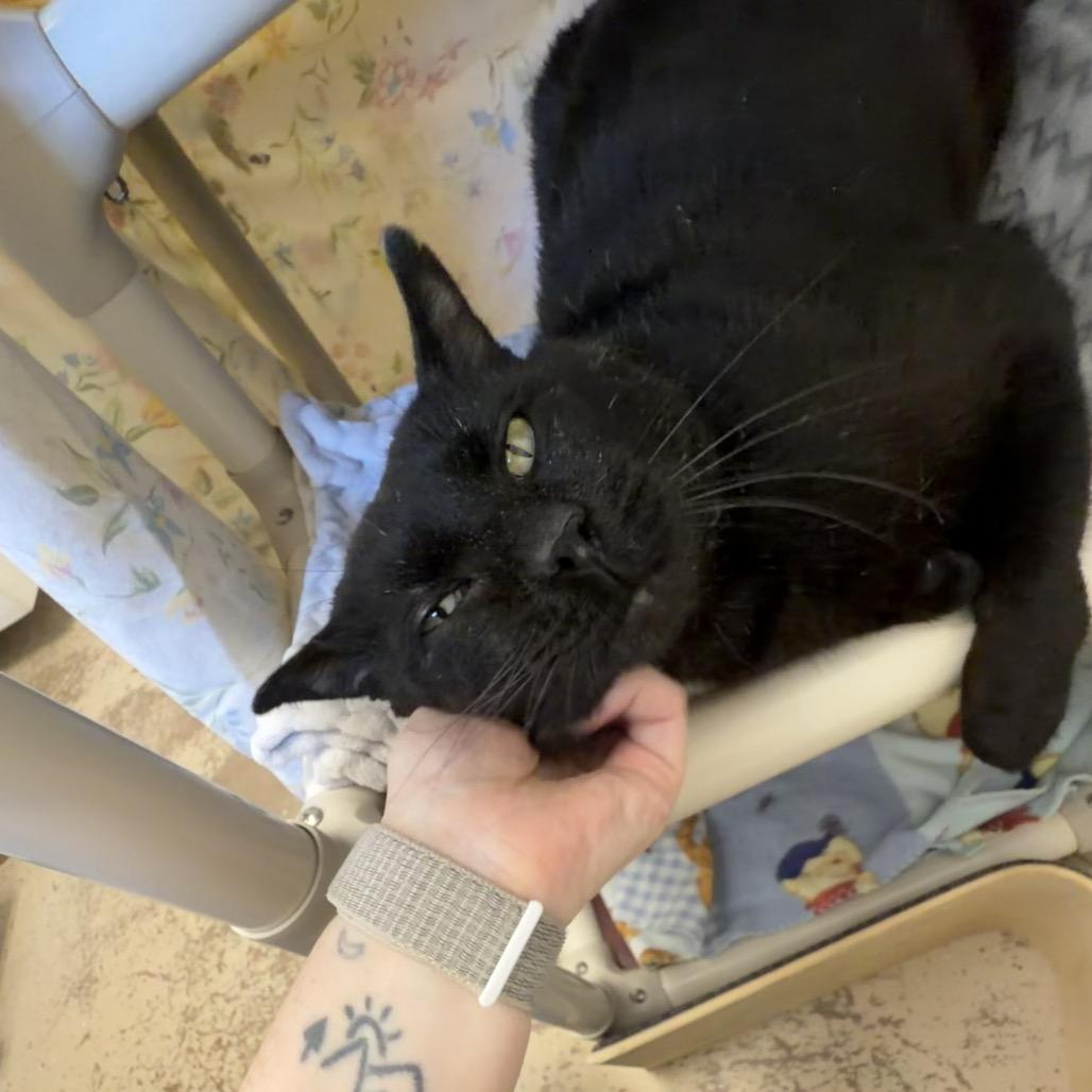 Enlarge Blinx, a Adoptable Domestic Short Hair in Pekin, IL image 3/6