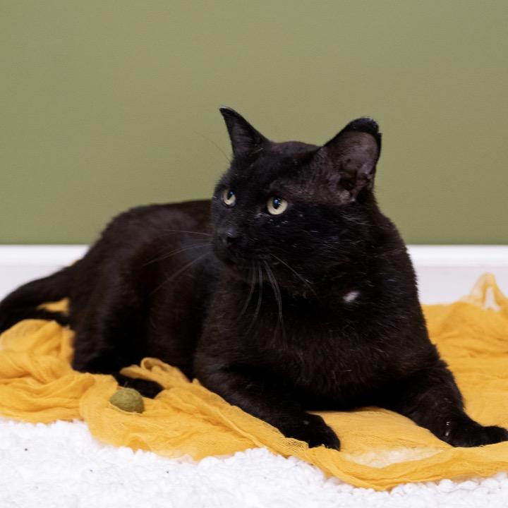 Enlarge Blinx, a Adoptable Domestic Short Hair in Pekin, IL image 4/6