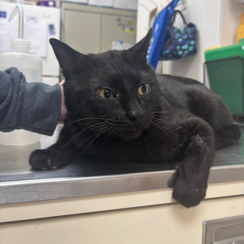 Enlarge Blinx, a Adoptable Domestic Short Hair in Pekin, IL image 5/6