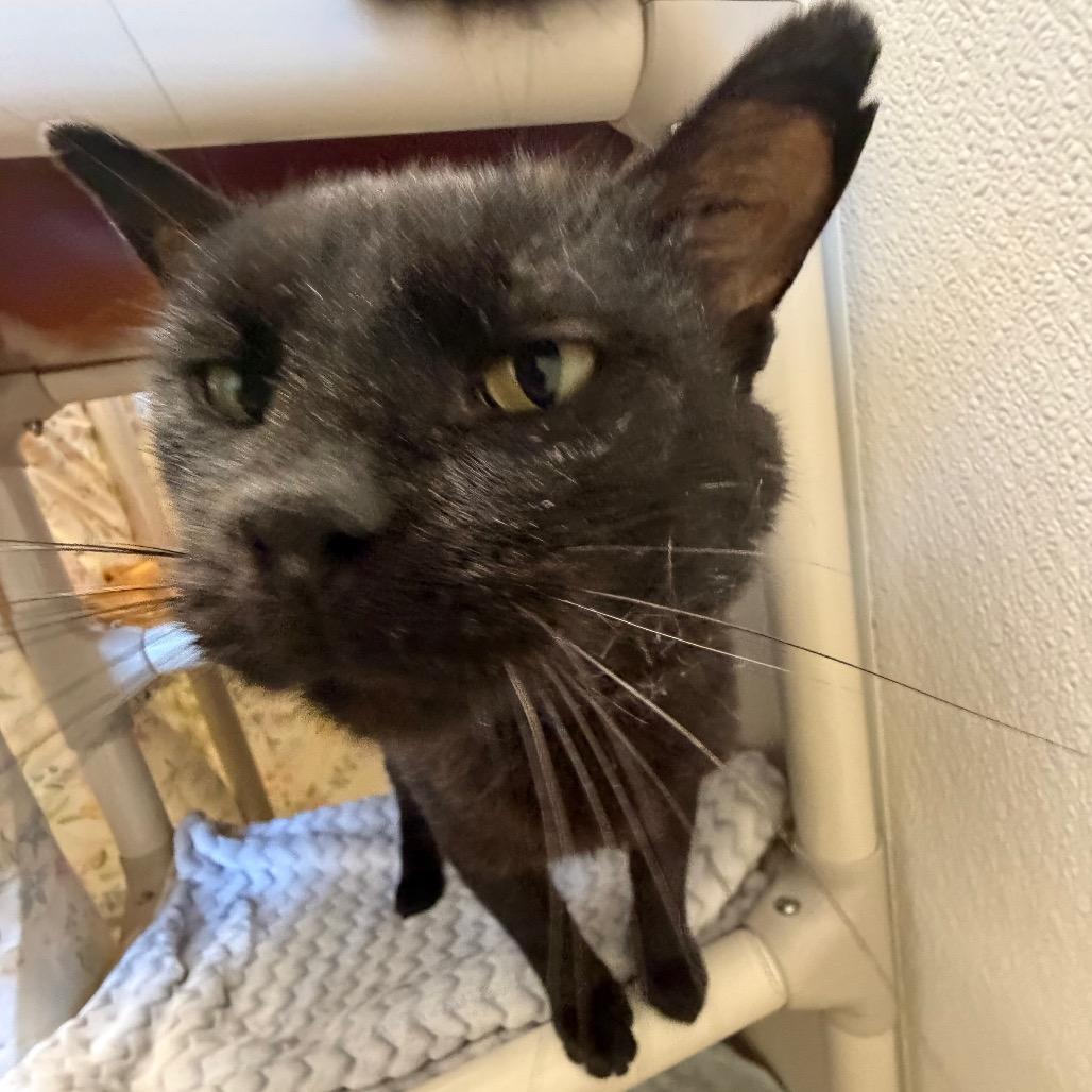 Enlarge Blinx, a Adoptable Domestic Short Hair in Pekin, IL image 6/6