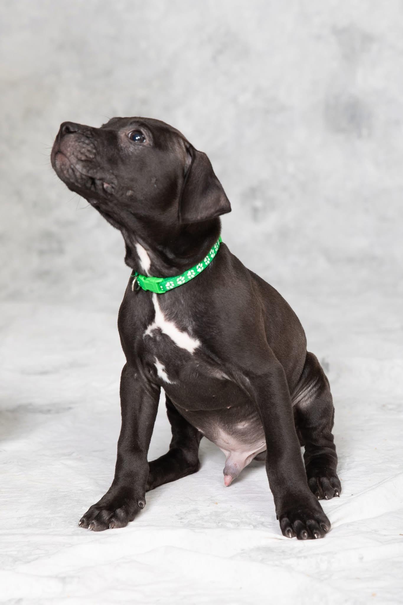 Enlarge Finch, a ADOPTABLE mixed breed in Oceanport, NJ image 4/6