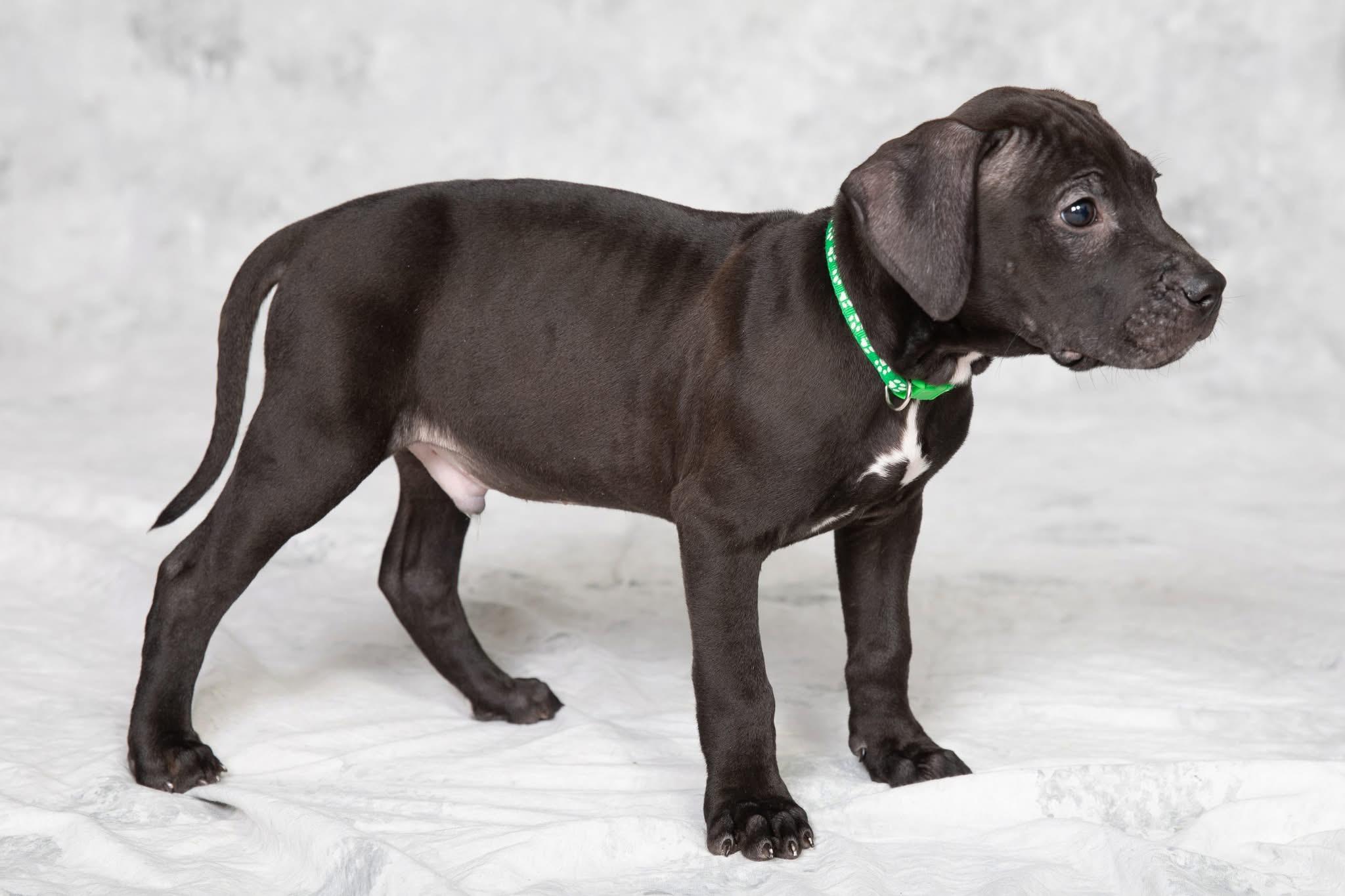 Enlarge Finch, a ADOPTABLE mixed breed in Oceanport, NJ image 6/6