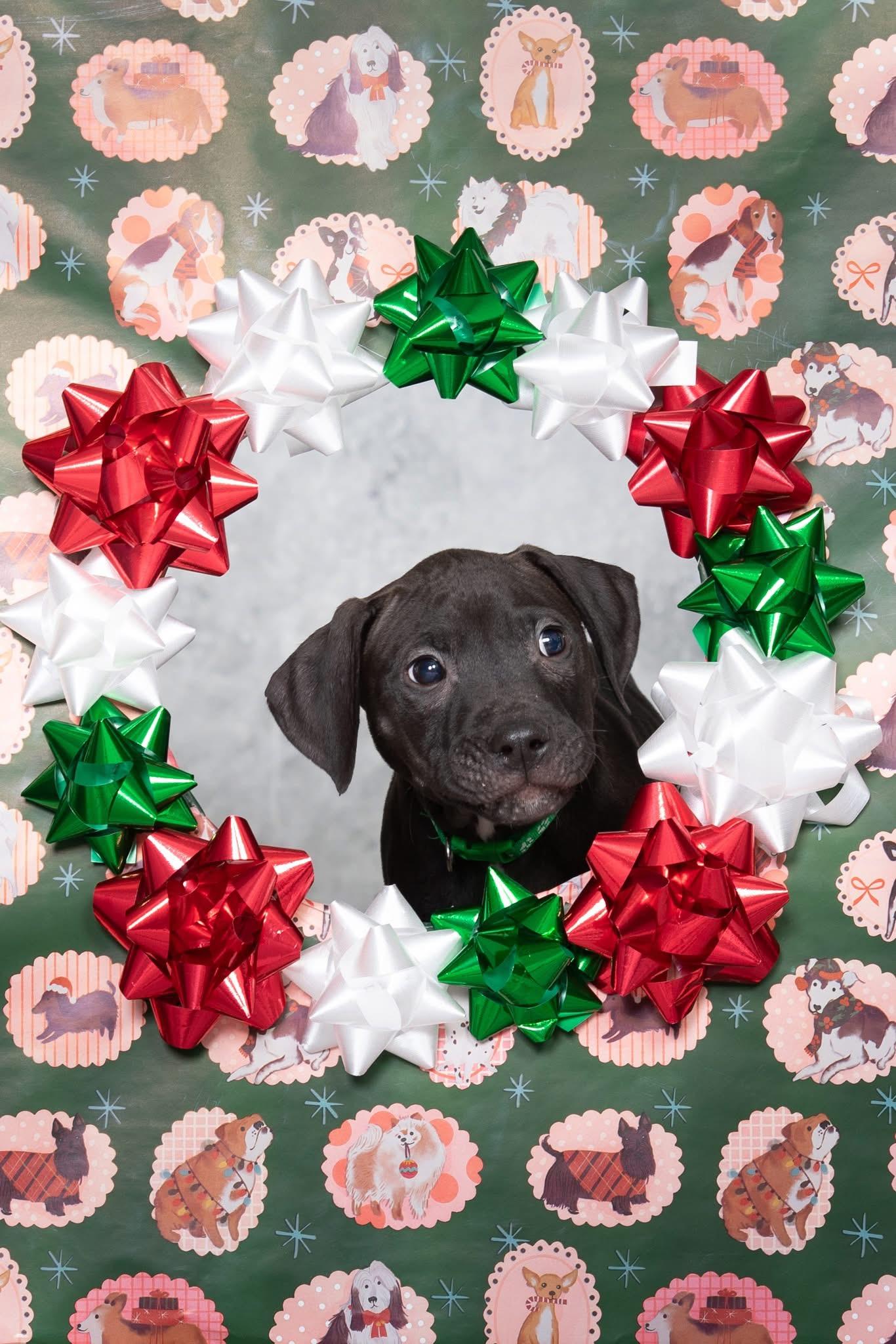 Enlarge Finch, a ADOPTABLE mixed breed in Oceanport, NJ image 3/6