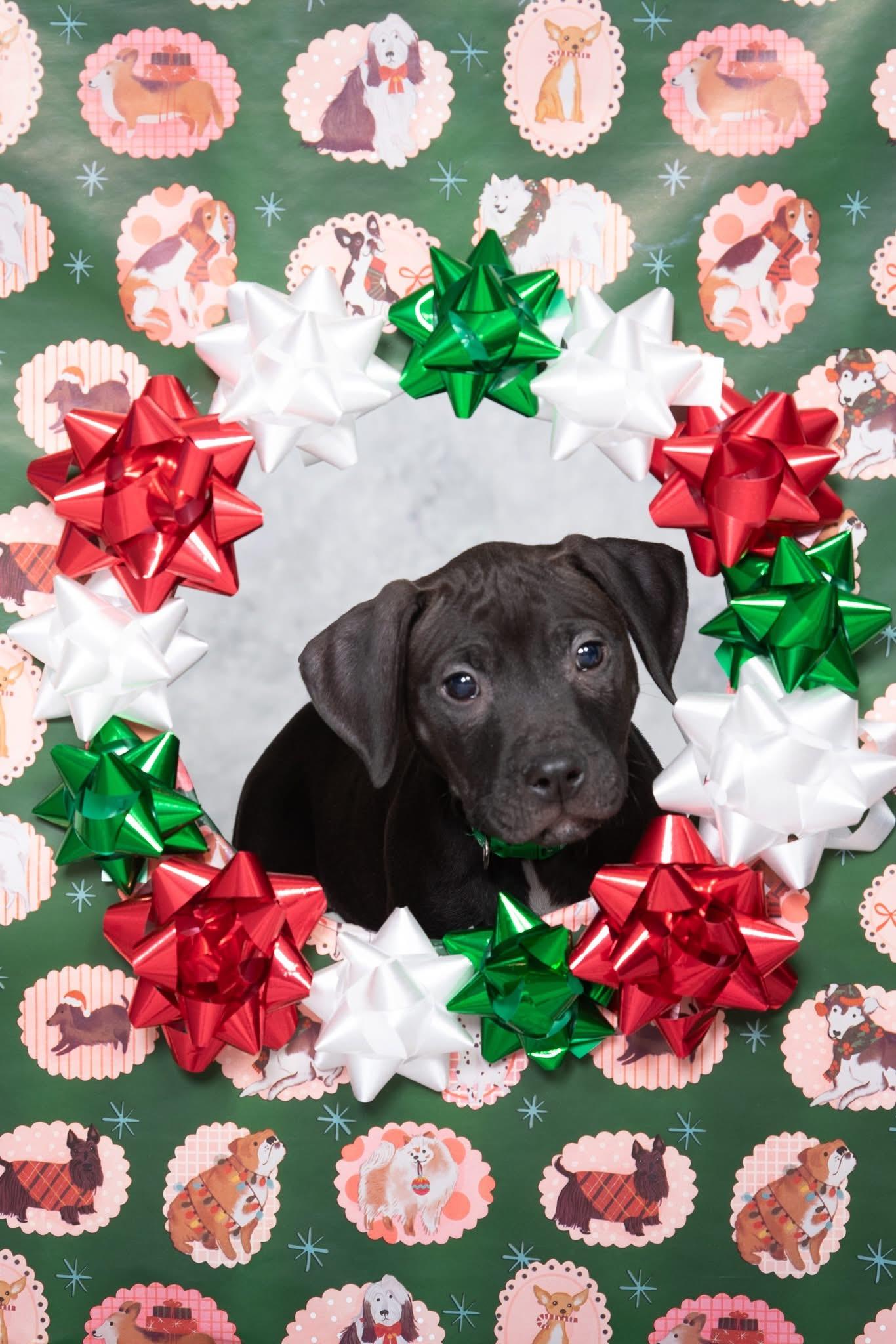 Finch, ADOPTABLE, Puppy Male Pit Bull Terrier & American Staffordshire Terrier.