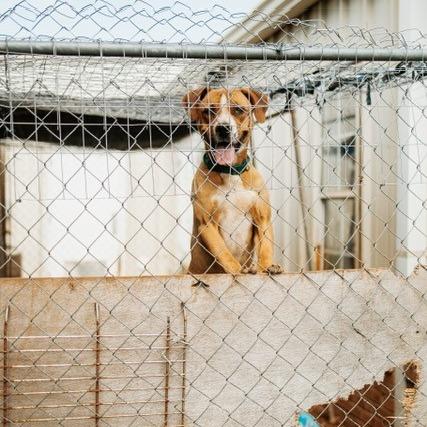 Johnny Bravo, Adoptable, Young Male Mixed Breed.