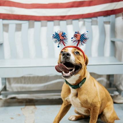 Enlarge Johnny Bravo, a Adoptable Mixed Breed in Duncan, OK image 2/4