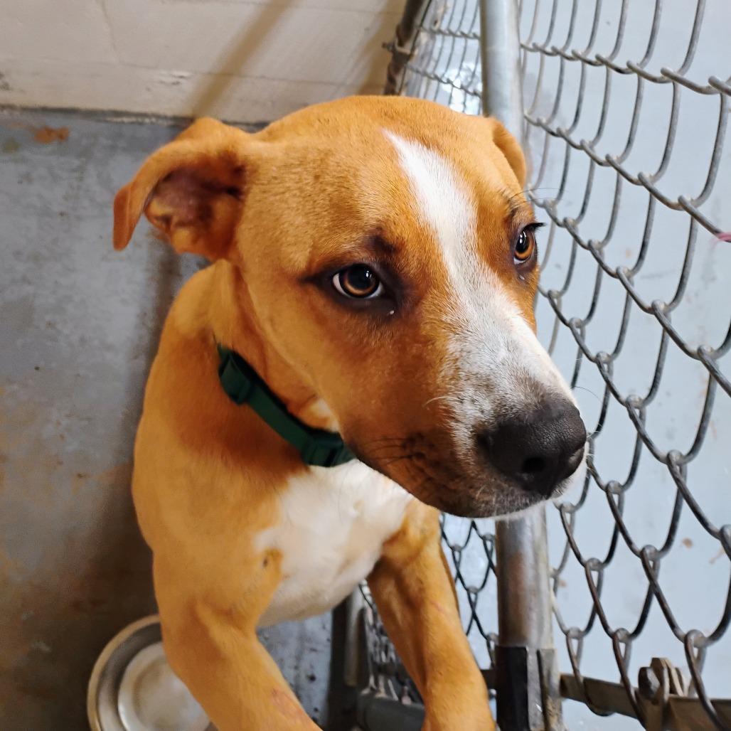 Enlarge Johnny Bravo, a Adoptable Mixed Breed in Duncan, OK image 3/4