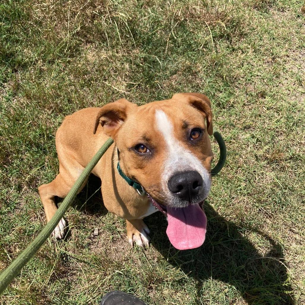 Enlarge Johnny Bravo, a Adoptable Mixed Breed in Duncan, OK image 4/4
