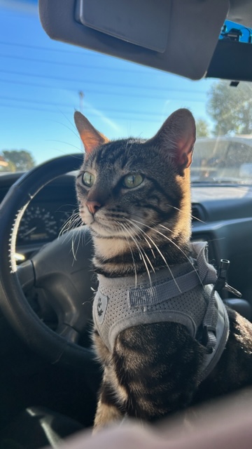 Bolo, a Adopted Domestic Short Hair in Herrin, IL image 1/6