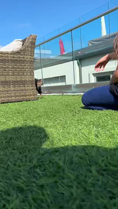 Enlarge Bolo, a Adopted Domestic Short Hair in Herrin, IL video 3/6