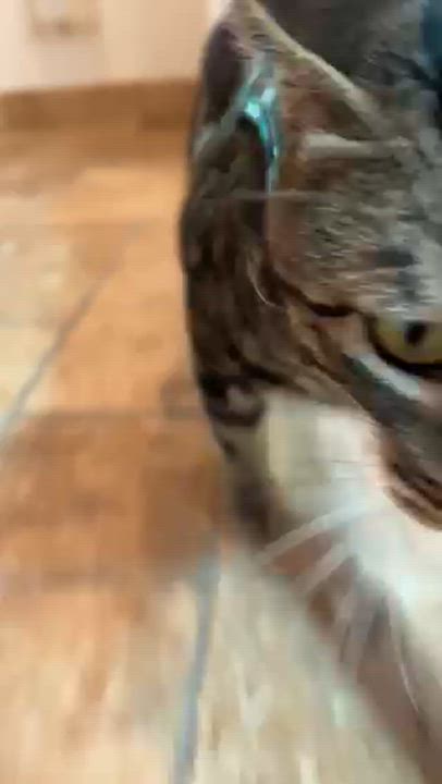 Enlarge Bolo, a Adopted Domestic Short Hair in Herrin, IL video 4/6