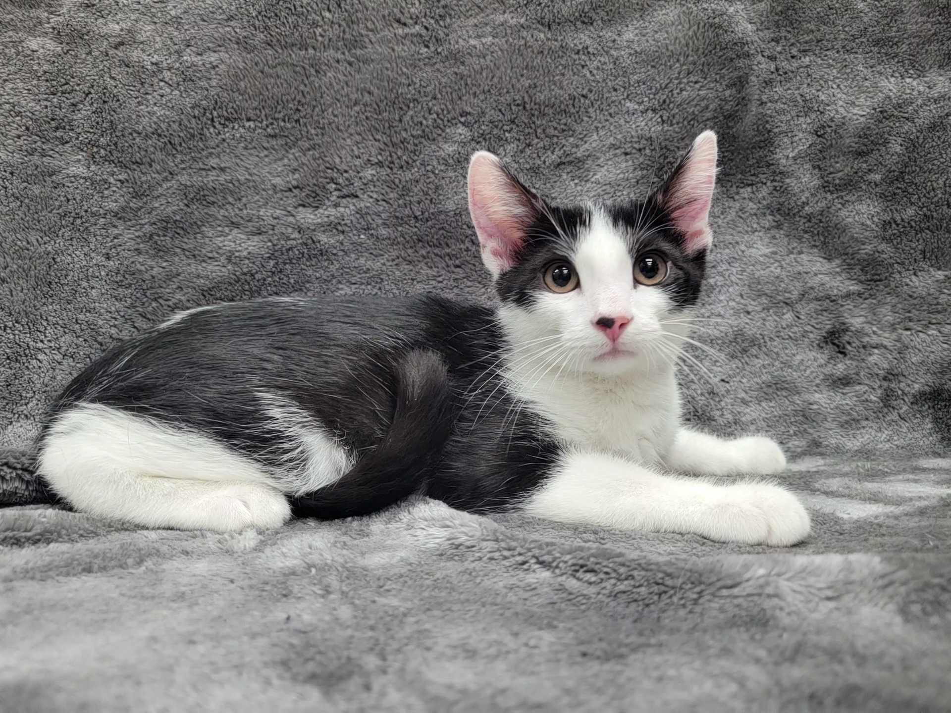 Charlie — thumbnail 2