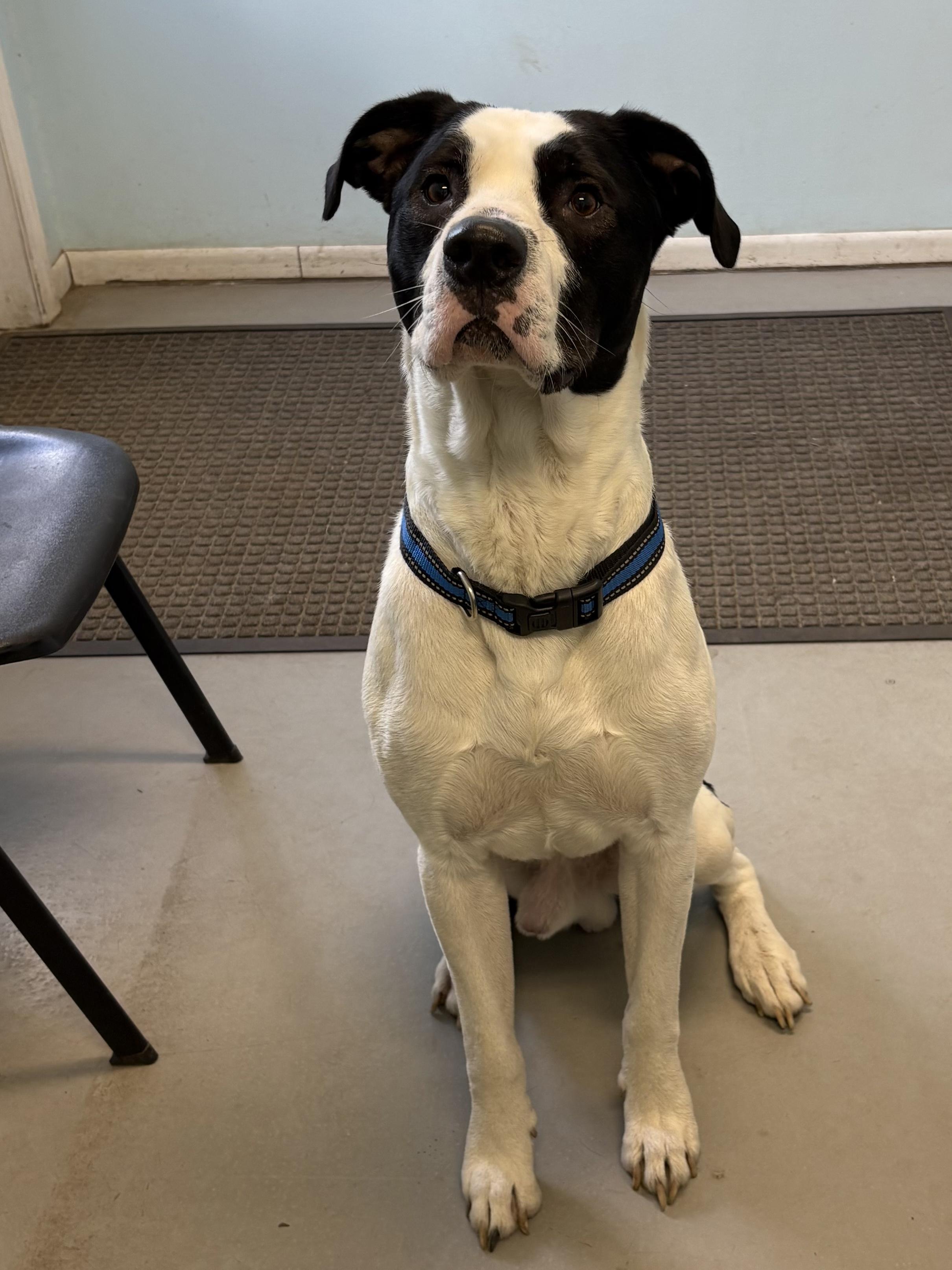 Dexter, a Adoptable Mixed Breed in Big Rapids, MI image 1/3