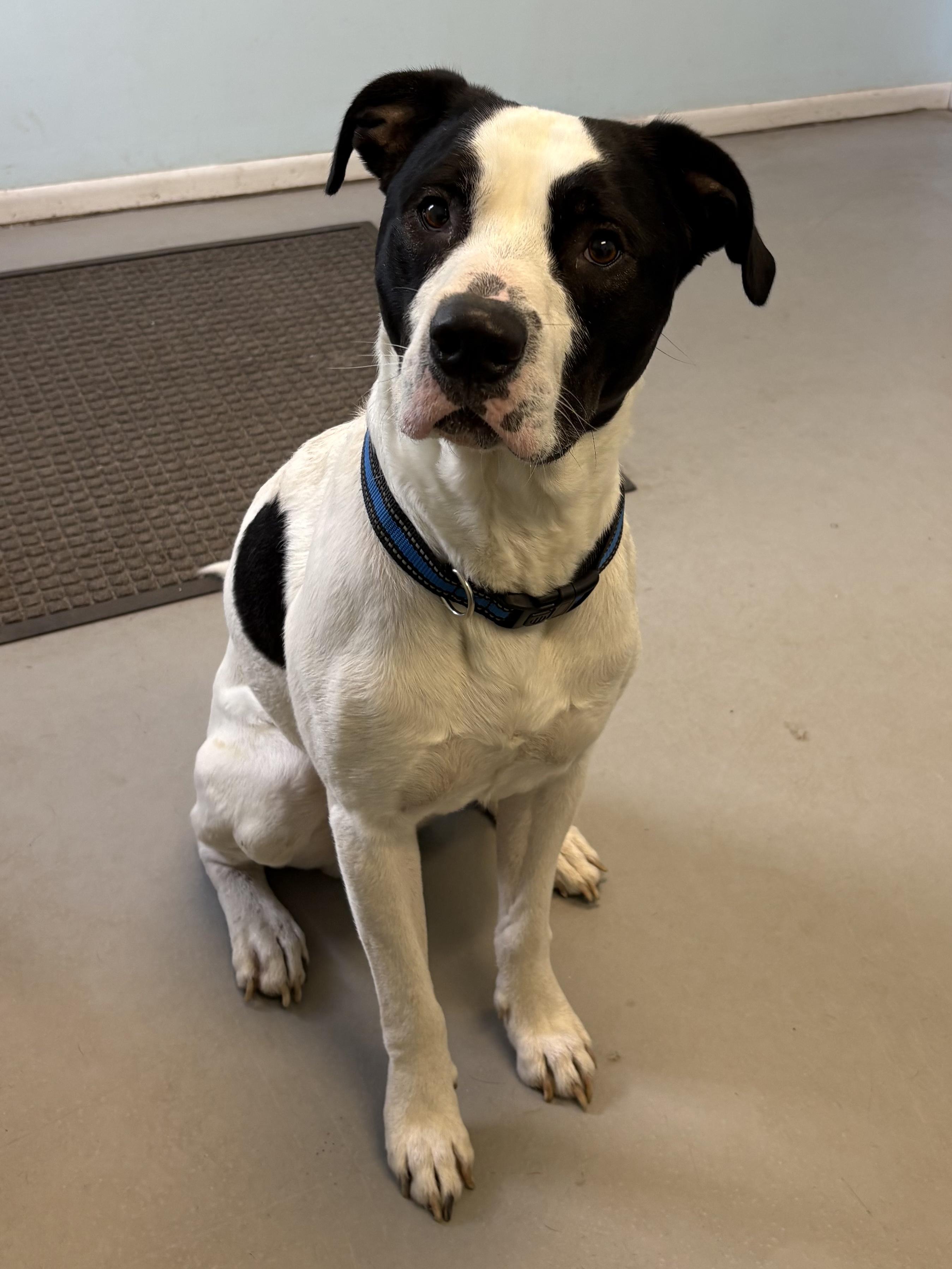 Dexter, a Adoptable Mixed Breed in Big Rapids, MI image 2/3