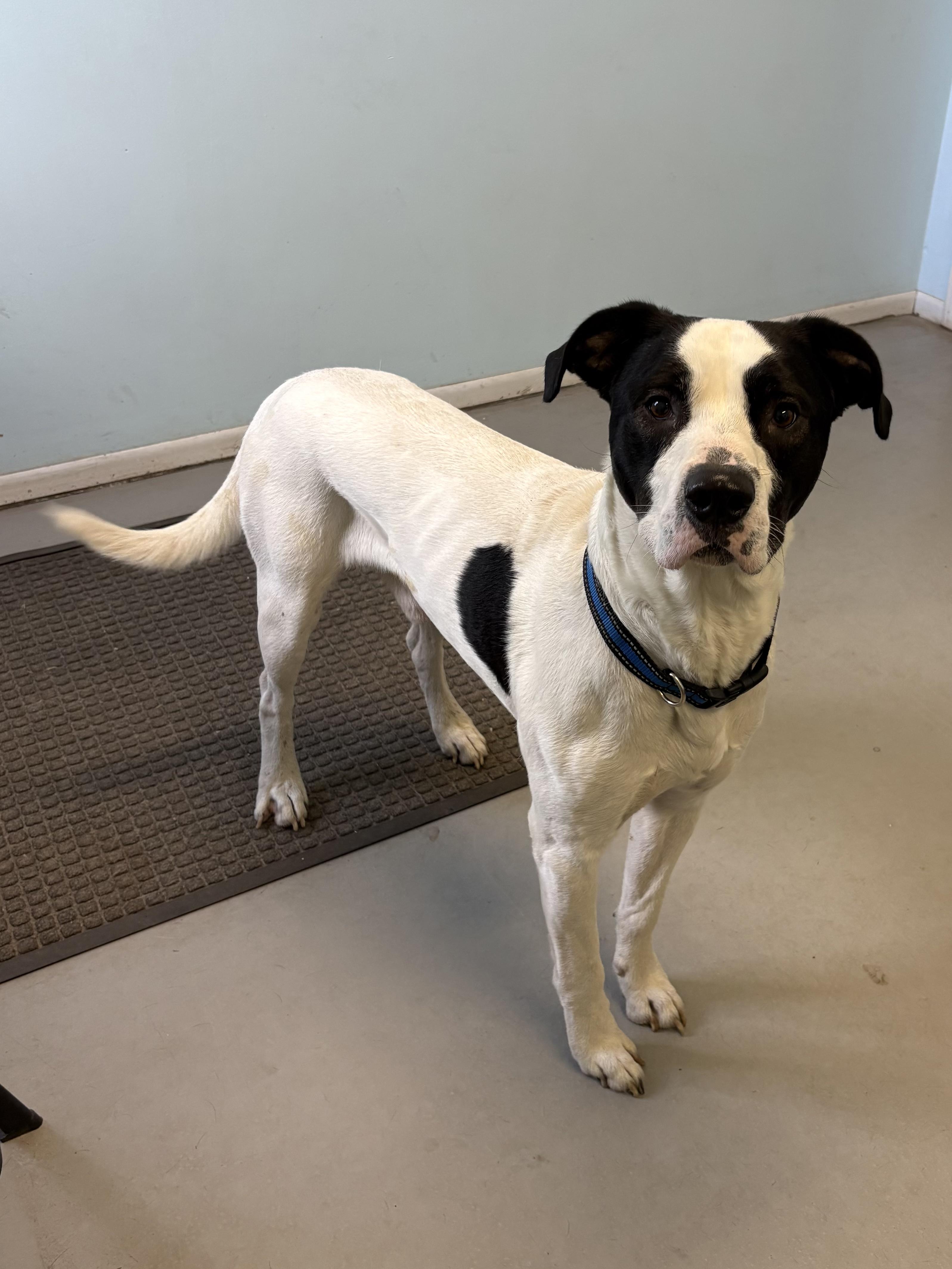 Dexter, a Adoptable Mixed Breed in Big Rapids, MI image 3/3