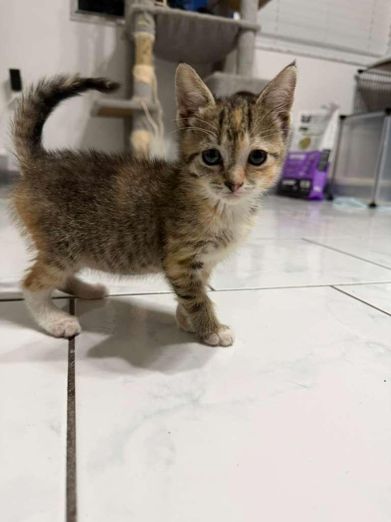 Enlarge Vesper, an adopted Domestic Short Hair in Kissimmee, FL image 3/3