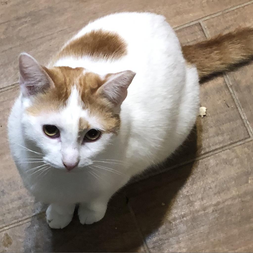 Enlarge Mark Twain - Indoor Only Working Cat, a Adoptable mixed breed in ATOKA, TN image 2/2