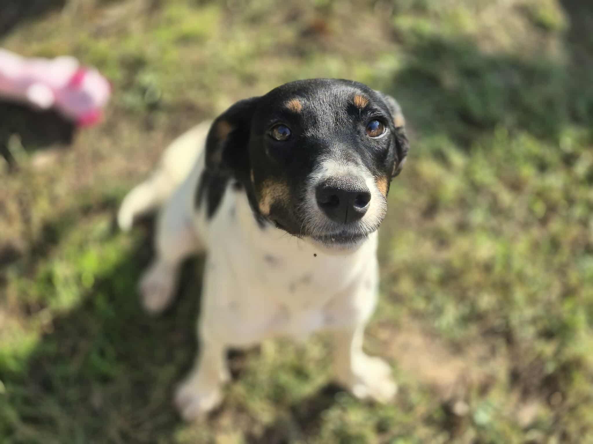 Enlarge Izabel, a Adoptable mixed breed in Dover, AR image 1/6