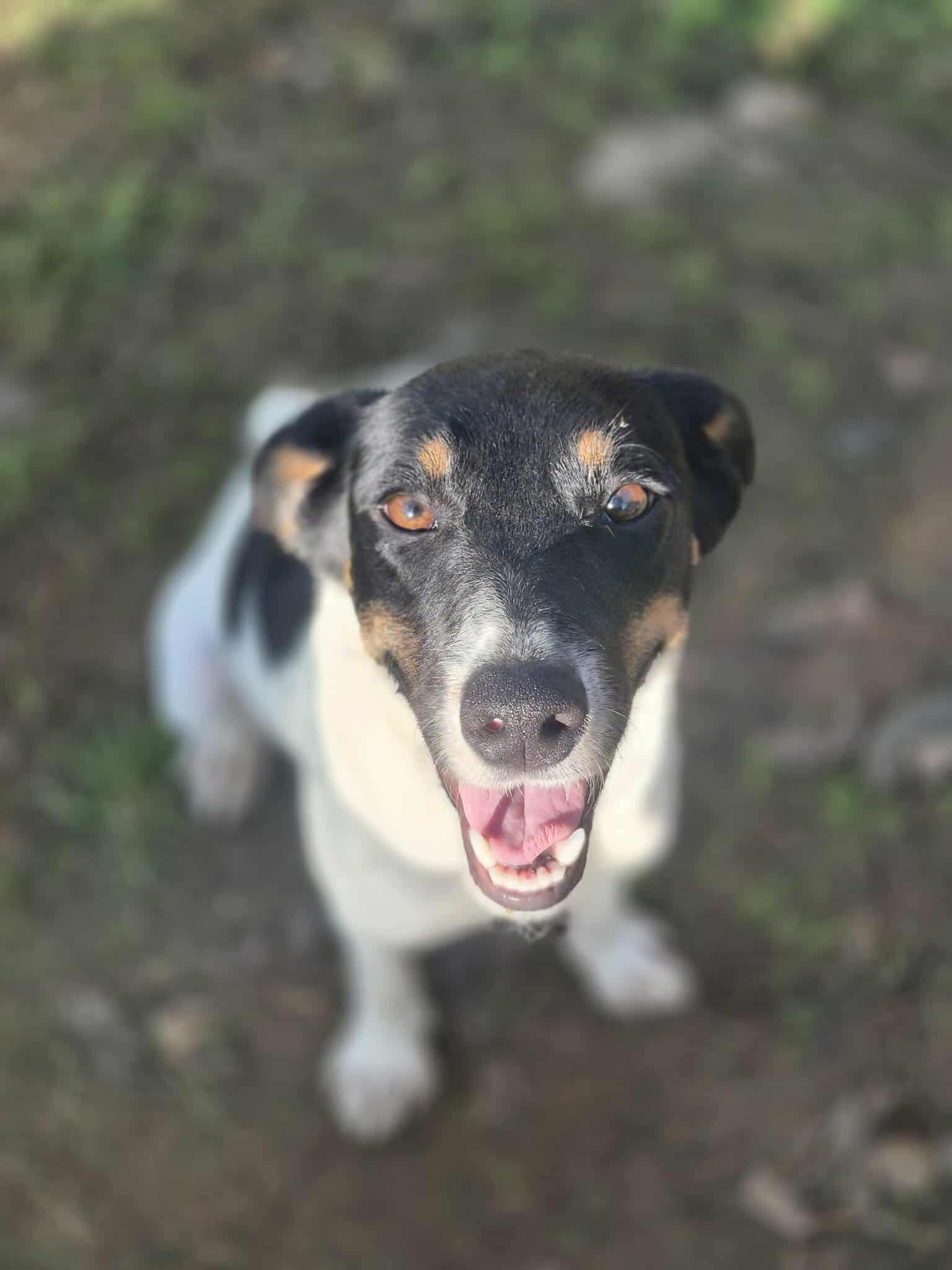 Enlarge Izabel, a Adoptable mixed breed in Dover, AR image 3/6