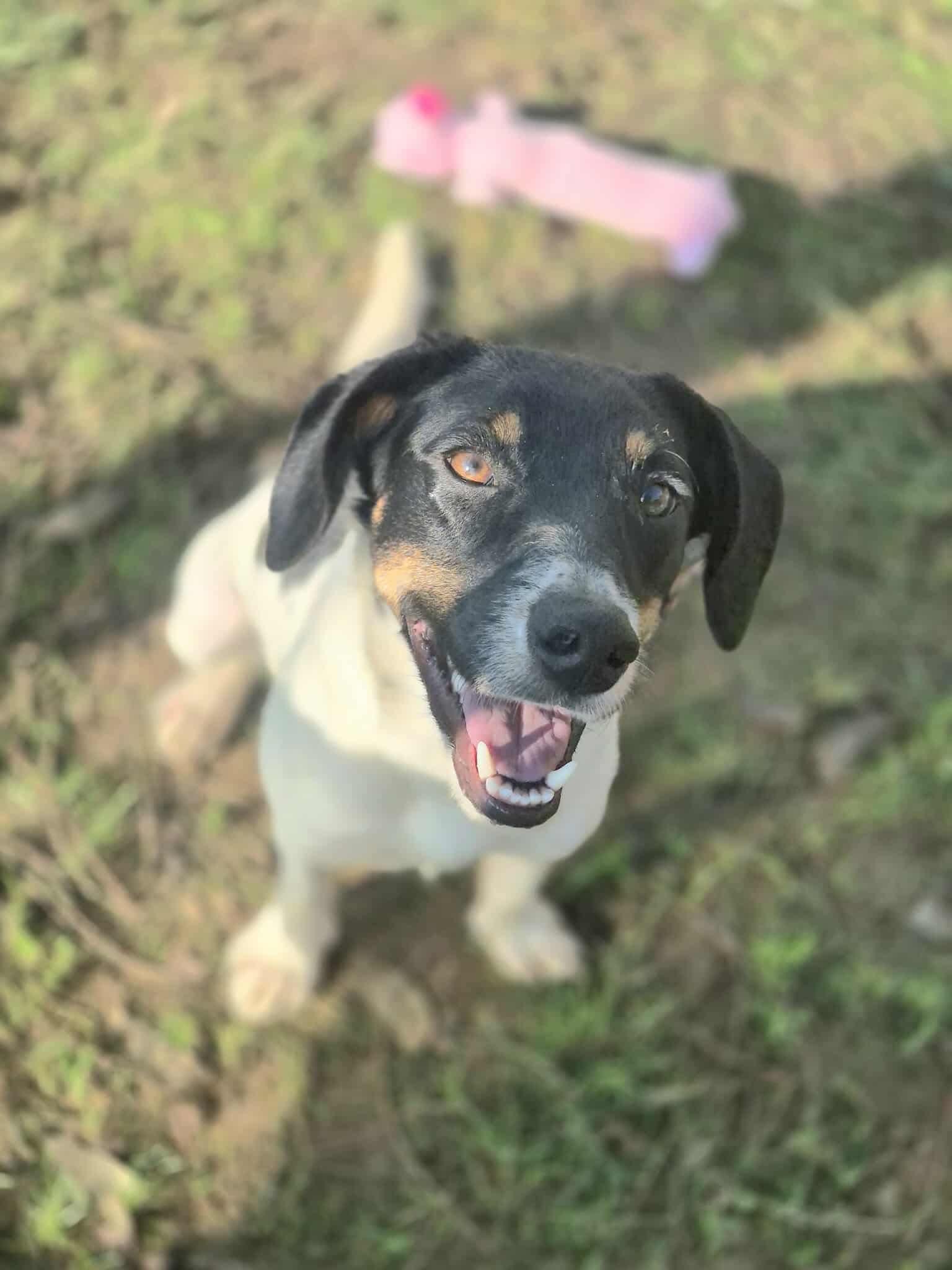 Enlarge Izabel, a Adoptable mixed breed in Dover, AR image 4/6