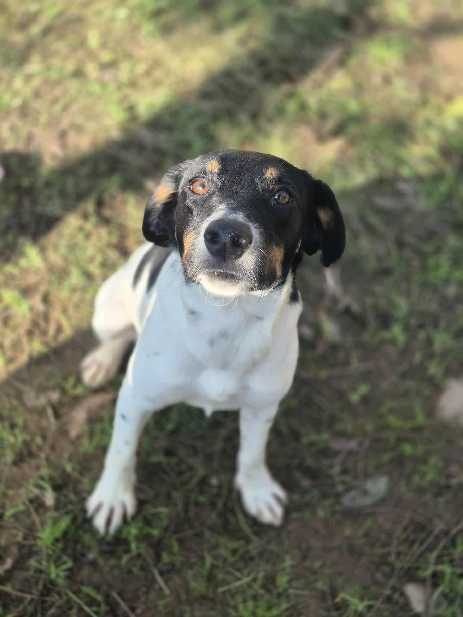 Enlarge Izabel, a Adoptable mixed breed in Dover, AR image 5/6