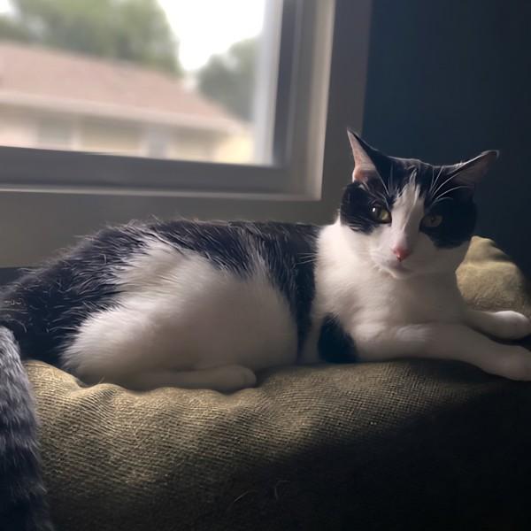 Monkey -- Bonded Buddy With Fabio, Adoptable, Adult Male Domestic Medium Hair.