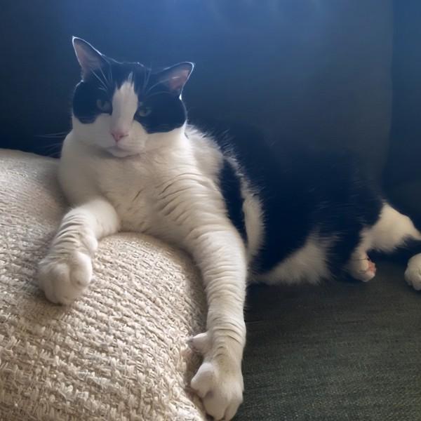 Monkey -- Bonded Buddy With Fabio, a Adoptable mixed breed in Des Moines, IA image 1/6