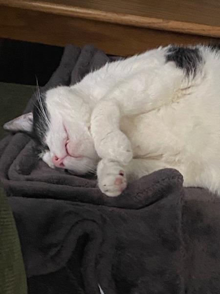 Monkey -- Bonded Buddy With Fabio, a Adoptable mixed breed in Des Moines, IA image 2/6