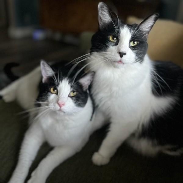 Monkey -- Bonded Buddy With Fabio, a Adoptable mixed breed in Des Moines, IA image 4/6