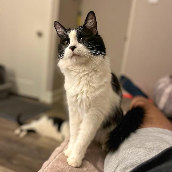 Monkey -- Bonded Buddy With Fabio, a Adoptable mixed breed in Des Moines, IA image 6/6