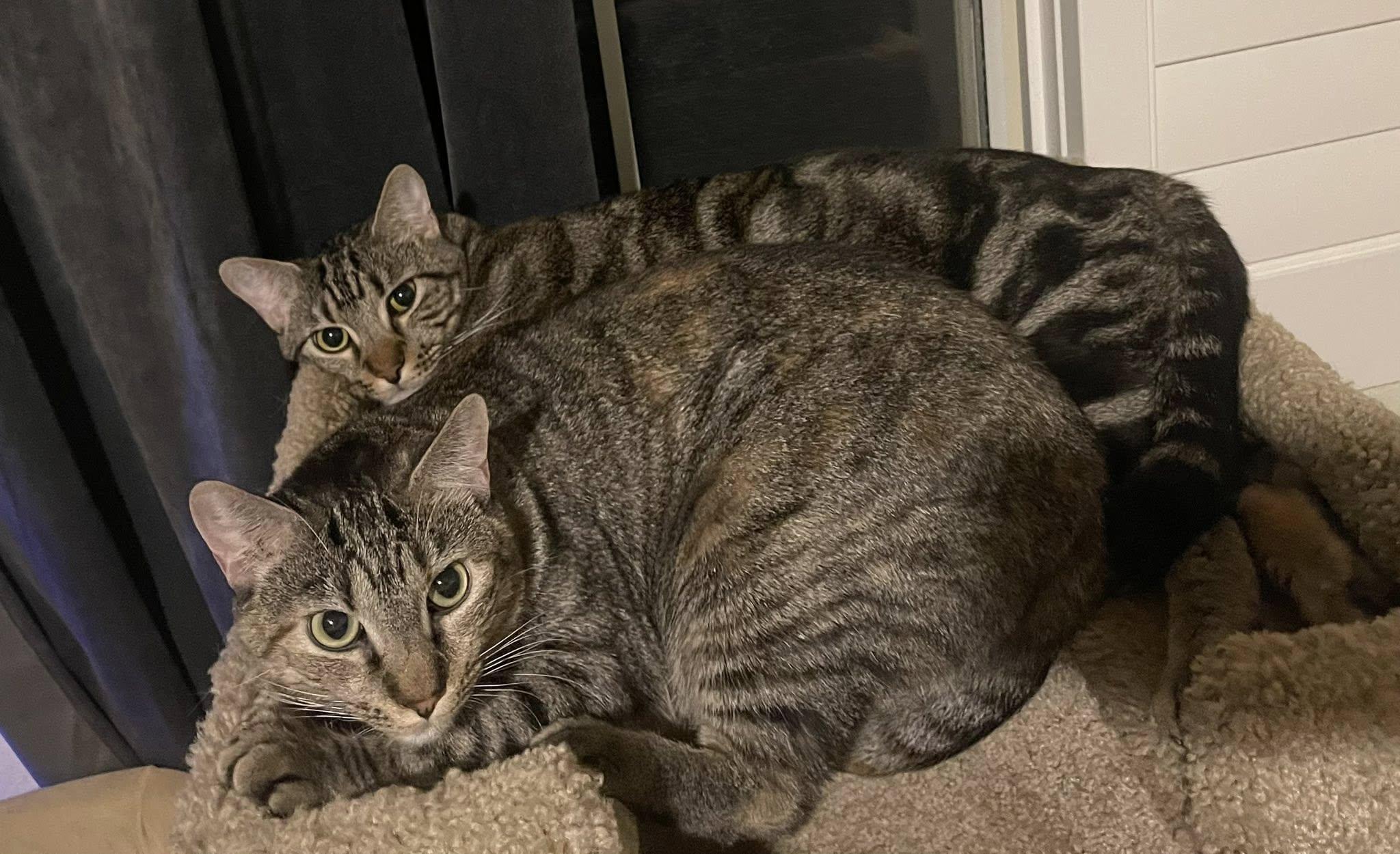 Enlarge Grace & Luke (bonded siblings), a Adoptable Tabby in Lewisville, TX image 2/6