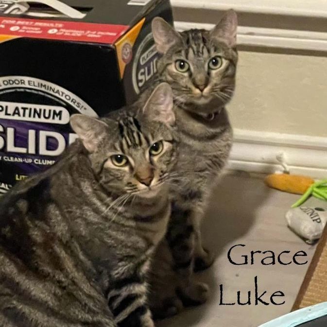 Grace & Luke (bonded siblings), a Adoptable Tabby in Lewisville, TX image 6/6