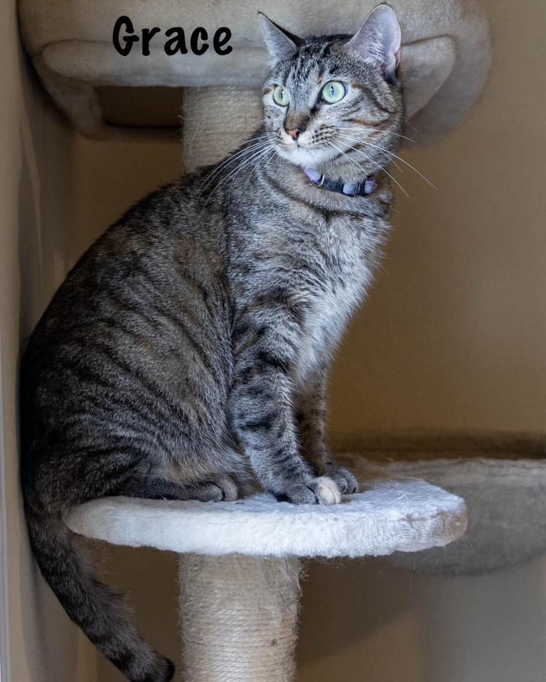 Grace & Luke (bonded siblings), a Adoptable Tabby in Lewisville, TX image 5/6