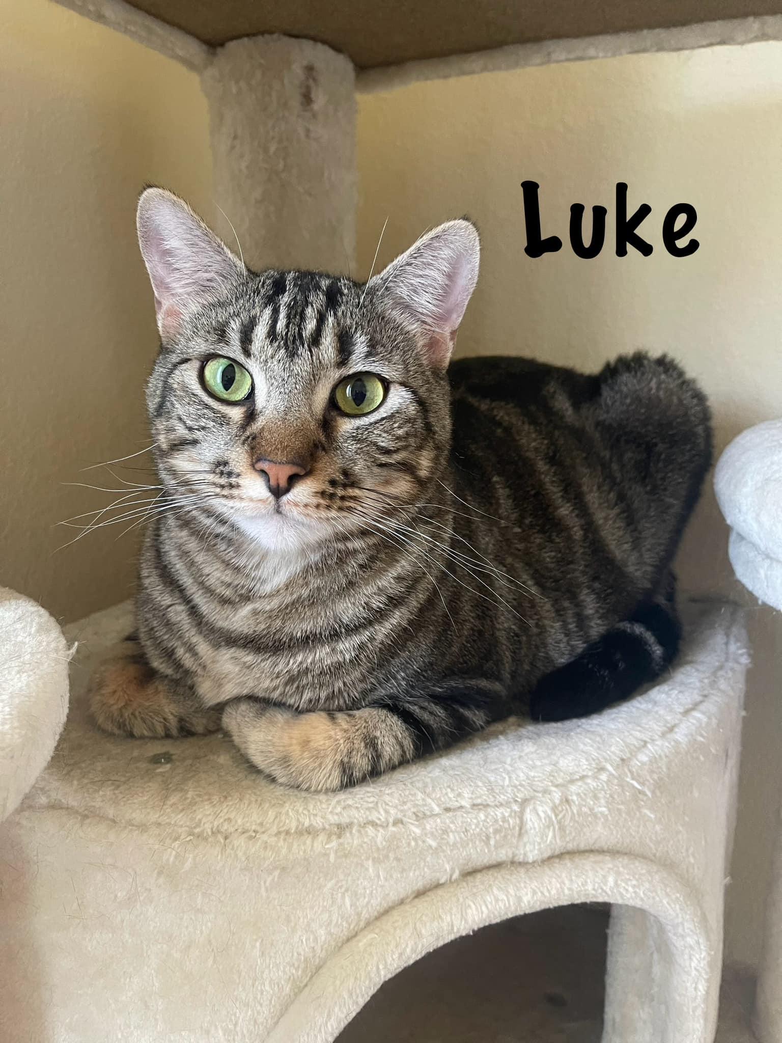 Grace & Luke (bonded siblings), a Adoptable Tabby in Lewisville, TX image 4/6