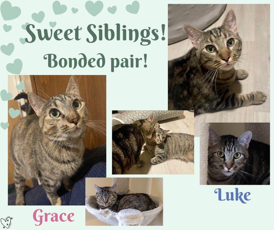 Grace & Luke (bonded siblings), Adoptable, Adult Female Tabby.