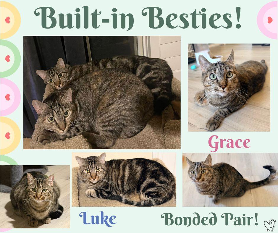 Grace & Luke (bonded siblings), Adoptable, Adult Female Tabby.