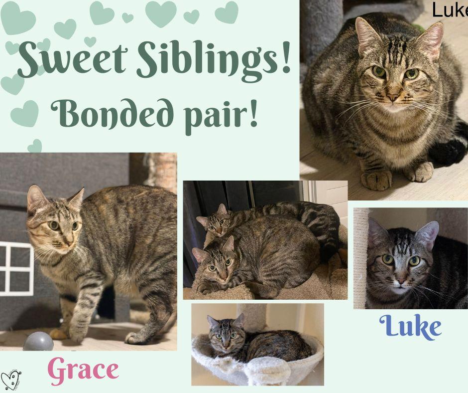 Grace & Luke (bonded siblings), Adoptable, Adult Female Tabby.