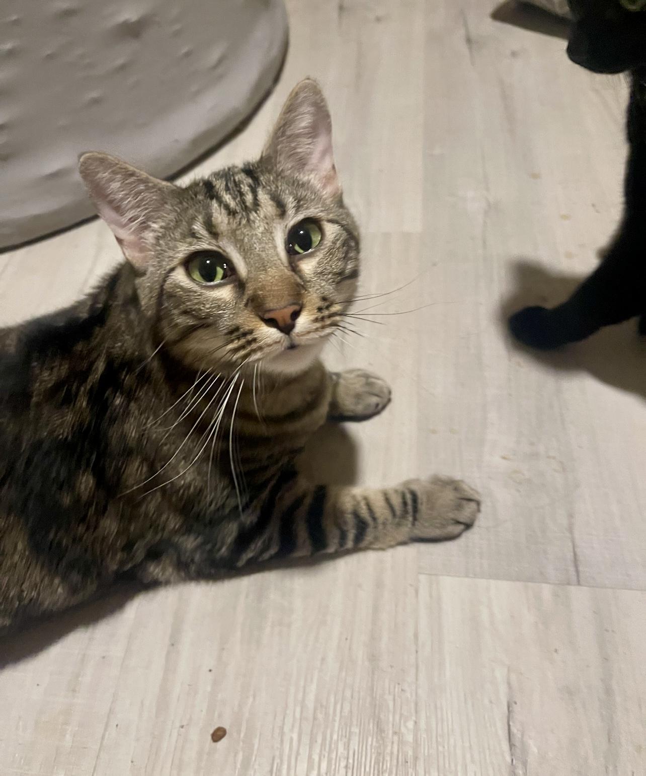 Grace & Luke (bonded siblings), a Adoptable Tabby in Lewisville, TX image 2/6