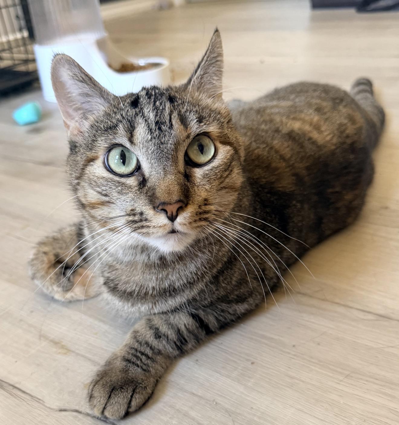 Enlarge Grace & Luke (bonded siblings), a Adoptable Tabby in Lewisville, TX image 2/5