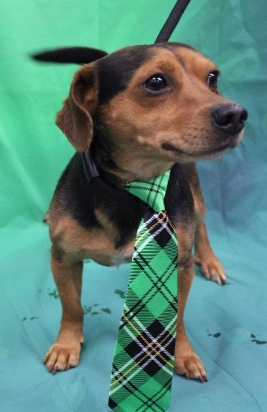 Enlarge Little Boy, a Adopted mixed breed in Fort Washington, MD image 1/2