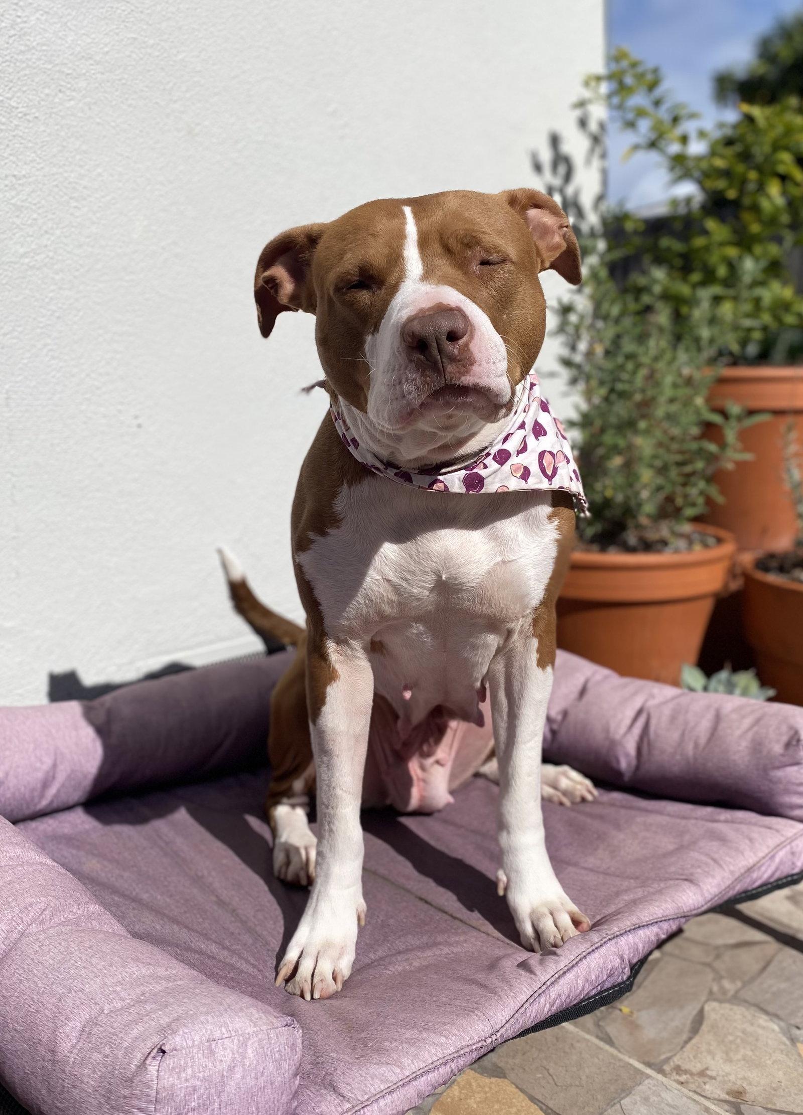 Enlarge Ginger, a Adoptable Pit Bull Terrier in Davis, CA image 2/3
