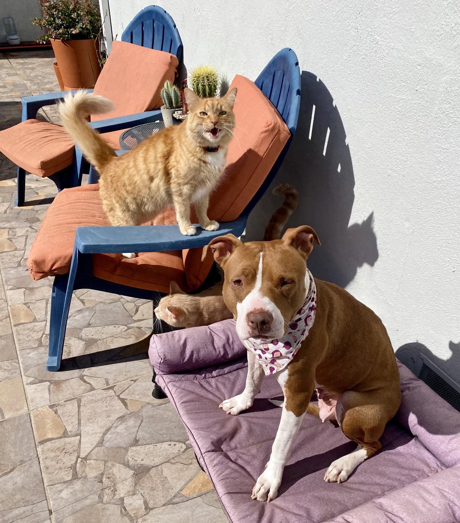 Enlarge Ginger, a Adoptable Pit Bull Terrier in Davis, CA image 3/3