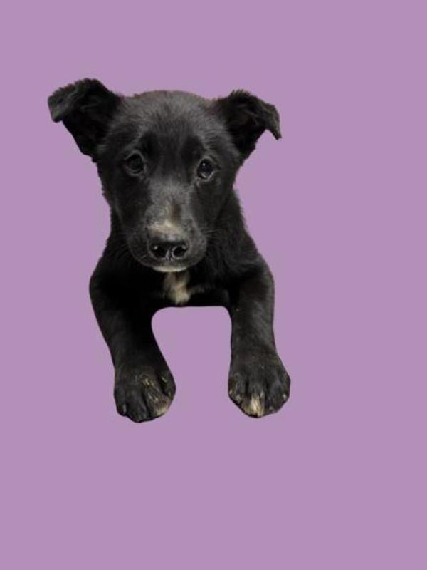 Enlarge Candace, a Adoptable mixed breed in Hollister, CA image 1/1