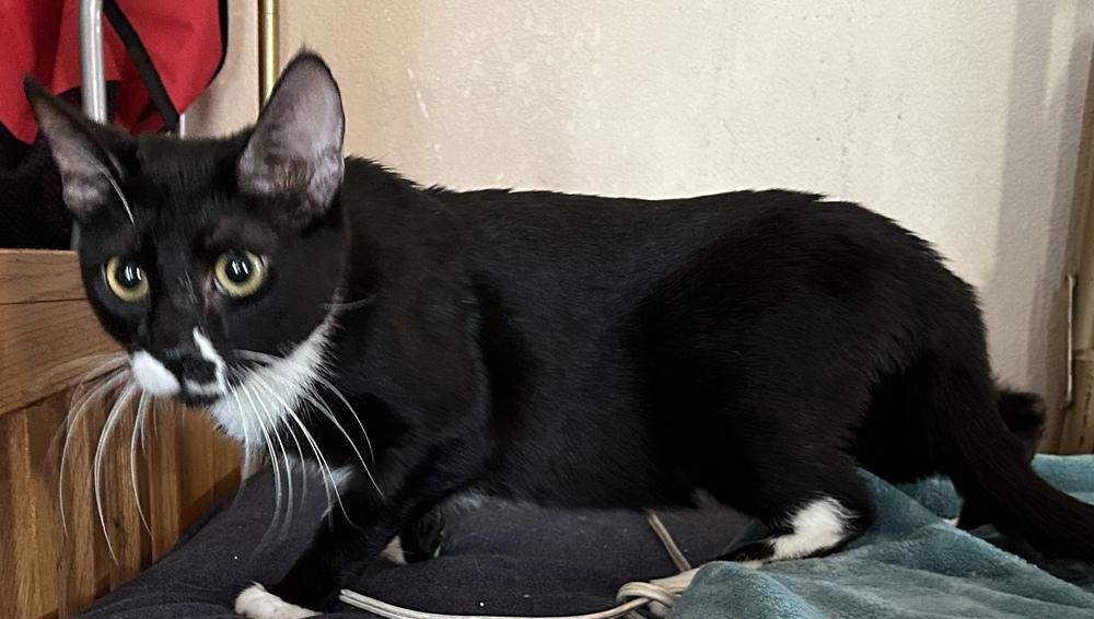 Enlarge GADGET, a Adoptable mixed breed in Calimesa, CA image 1/4