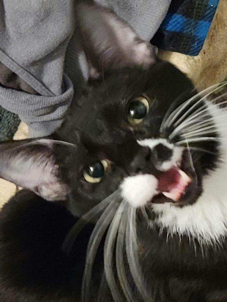 Enlarge GADGET, a Adoptable mixed breed in Calimesa, CA image 2/4