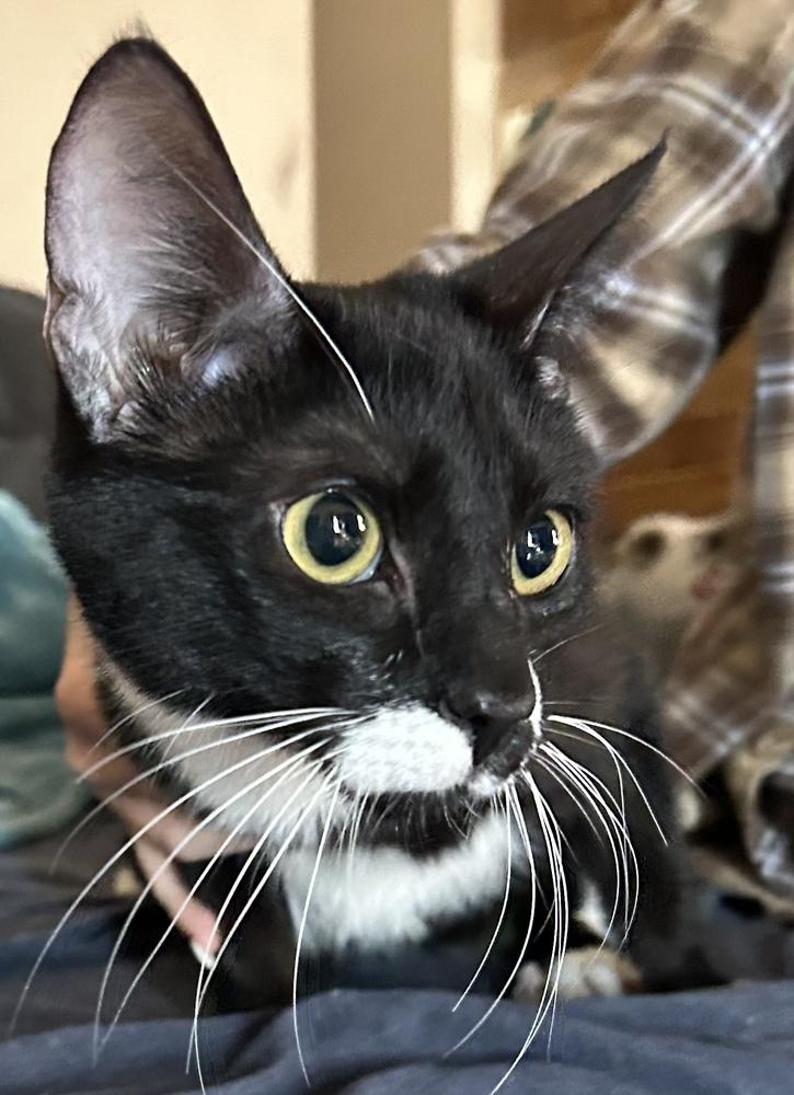 Enlarge GADGET, a Adoptable mixed breed in Calimesa, CA image 4/6