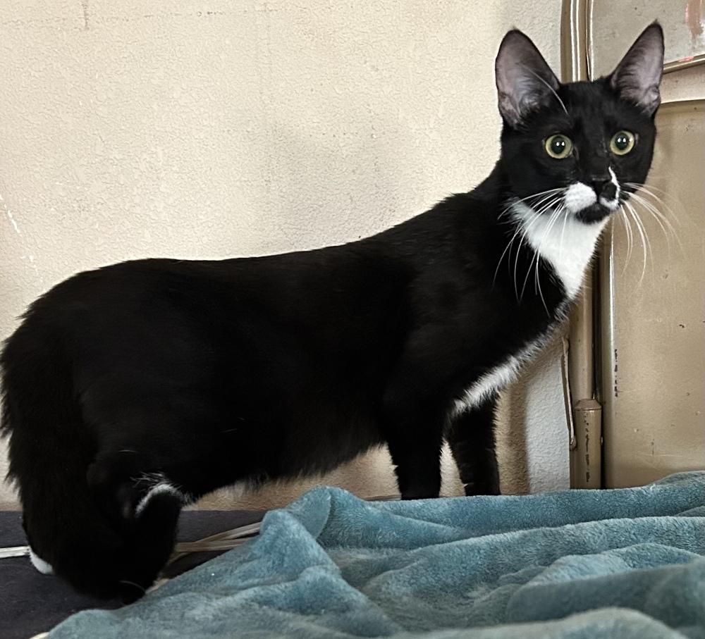 Enlarge GADGET, a Adoptable mixed breed in Calimesa, CA image 3/4