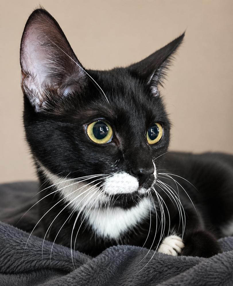 Gadget, Adoptable, Adult Male Domestic Short Hair.