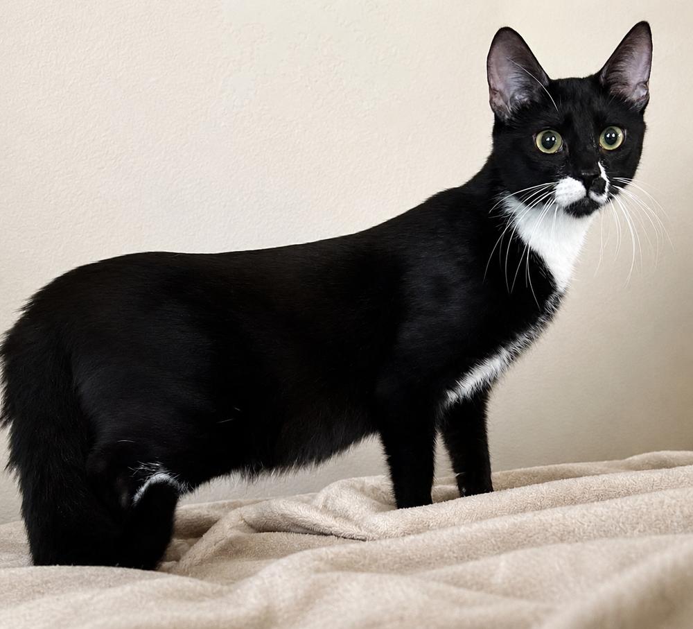 Enlarge Gadget, a Adoptable mixed breed in Calimesa, CA image 2/2